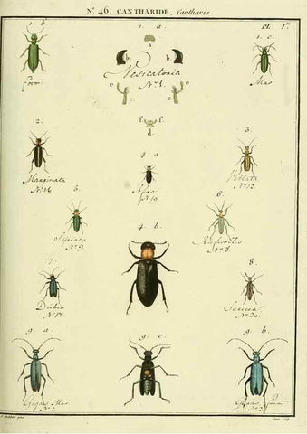 Reproducción/Reproduction 8112719600: Entomologie, ou, Histoire naturelle des insectes :. A Paris :De l'Imprimerie de Baudoin,1789-1808.