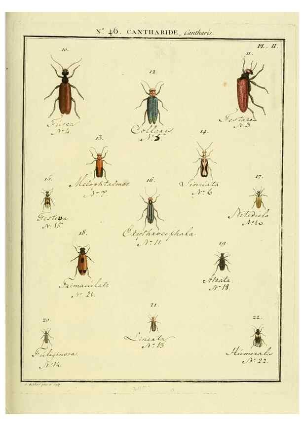 Reproducción/Reproduction 8112710655: Entomologie, ou, Histoire naturelle des insectes :. A Paris :De l'Imprimerie de Baudoin,1789-1808.