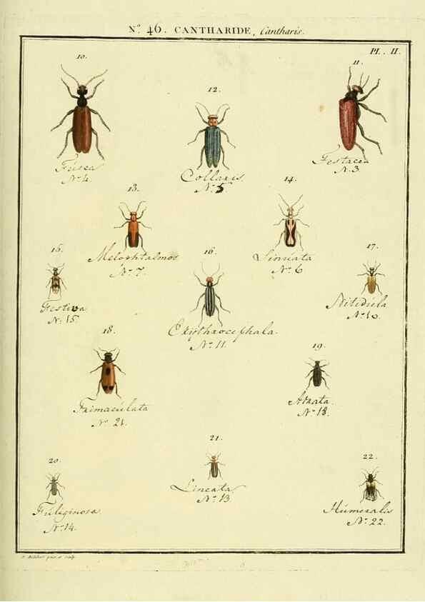 Reproducción/Reproduction 8112710655: Entomologie, ou, Histoire naturelle des insectes :. A Paris :De l'Imprimerie de Baudoin,1789-1808.