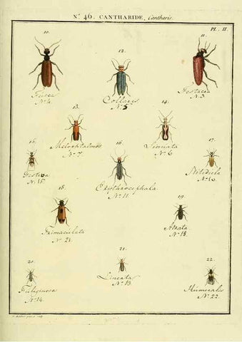 Reproducción/Reproduction 8112710655: Entomologie, ou, Histoire naturelle des insectes :. A Paris :De l'Imprimerie de Baudoin,1789-1808.