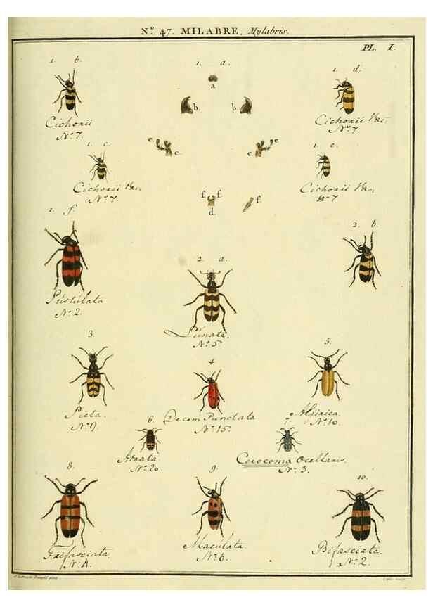 Reproducción/Reproduction 8112720452: Entomologie, ou, Histoire naturelle des insectes :. A Paris :De l'Imprimerie de Baudoin,1789-1808.