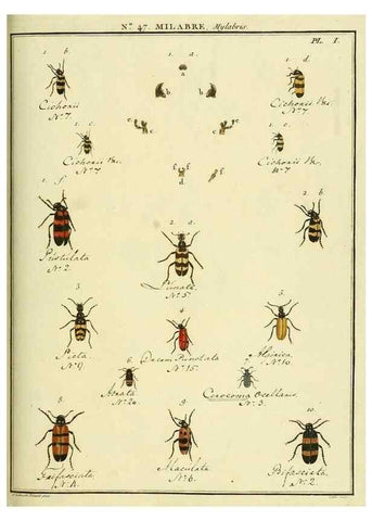 Reproducción/Reproduction 8112720452: Entomologie, ou, Histoire naturelle des insectes :. A Paris :De l'Imprimerie de Baudoin,1789-1808.