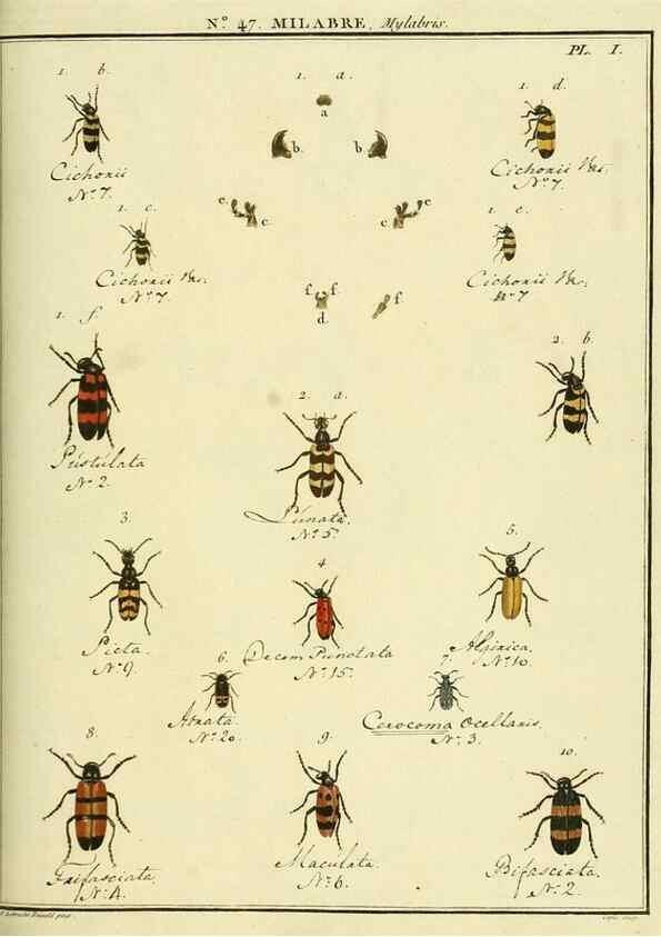 Reproducción/Reproduction 8112720452: Entomologie, ou, Histoire naturelle des insectes :. A Paris :De l'Imprimerie de Baudoin,1789-1808.