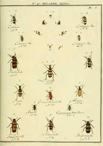 Reproducción/Reproduction 8112720452: Entomologie, ou, Histoire naturelle des insectes :. A Paris :De l'Imprimerie de Baudoin,1789-1808.