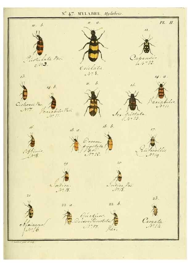 Reproducción/Reproduction 8112711485: Entomologie, ou, Histoire naturelle des insectes :. A Paris :De l'Imprimerie de Baudoin,1789-1808.