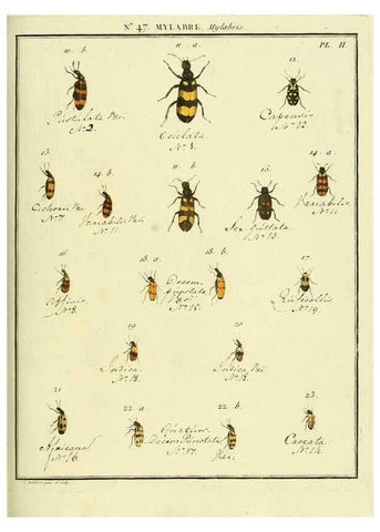 Reproducción/Reproduction 8112711485: Entomologie, ou, Histoire naturelle des insectes :. A Paris :De l'Imprimerie de Baudoin,1789-1808.
