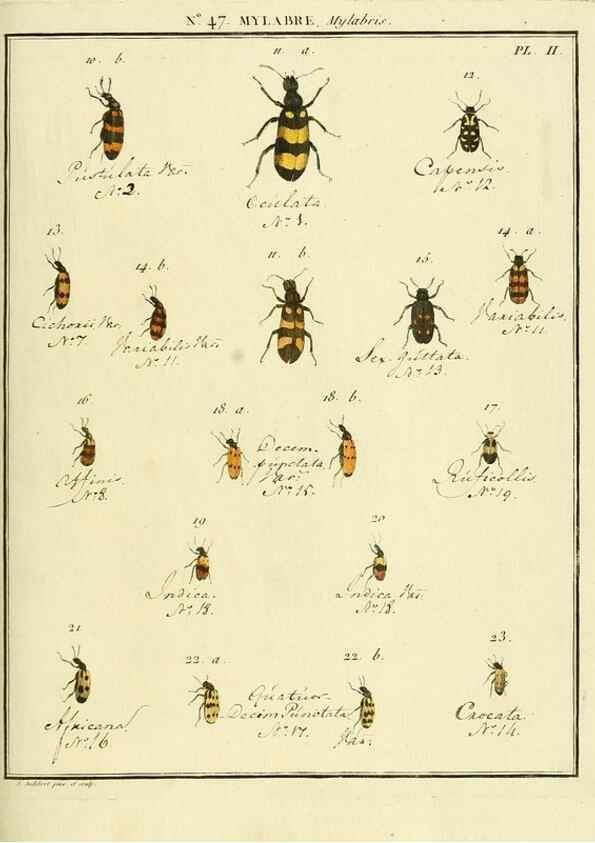 Reproducción/Reproduction 8112711485: Entomologie, ou, Histoire naturelle des insectes :. A Paris :De l'Imprimerie de Baudoin,1789-1808.