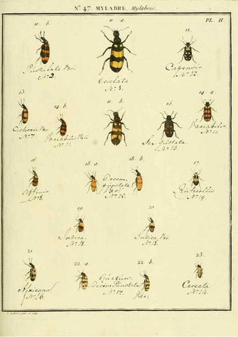 Reproducción/Reproduction 8112711485: Entomologie, ou, Histoire naturelle des insectes :. A Paris :De l'Imprimerie de Baudoin,1789-1808.