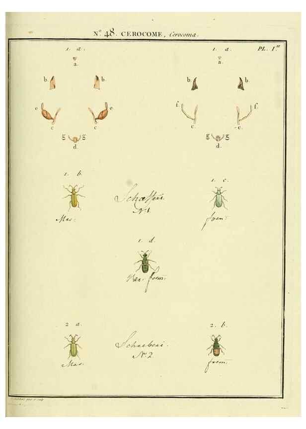 Reproducción/Reproduction 8112711855: Entomologie, ou, Histoire naturelle des insectes :. A Paris :De l'Imprimerie de Baudoin,1789-1808.