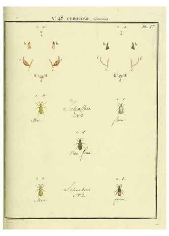 Reproducción/Reproduction 8112711855: Entomologie, ou, Histoire naturelle des insectes :. A Paris :De l'Imprimerie de Baudoin,1789-1808.