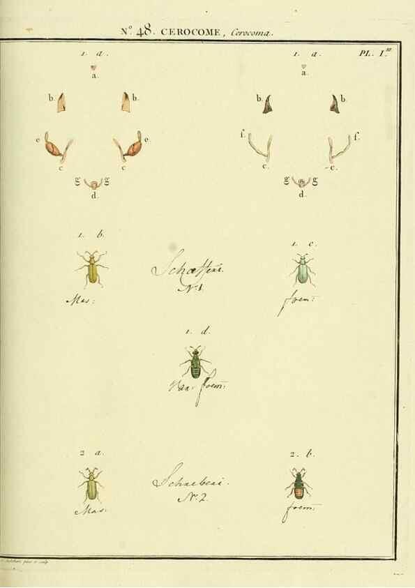 Reproducción/Reproduction 8112711855: Entomologie, ou, Histoire naturelle des insectes :. A Paris :De l'Imprimerie de Baudoin,1789-1808.