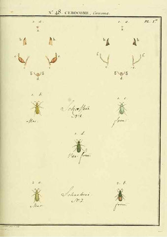 Reproducción/Reproduction 8112711855: Entomologie, ou, Histoire naturelle des insectes :. A Paris :De l'Imprimerie de Baudoin,1789-1808.