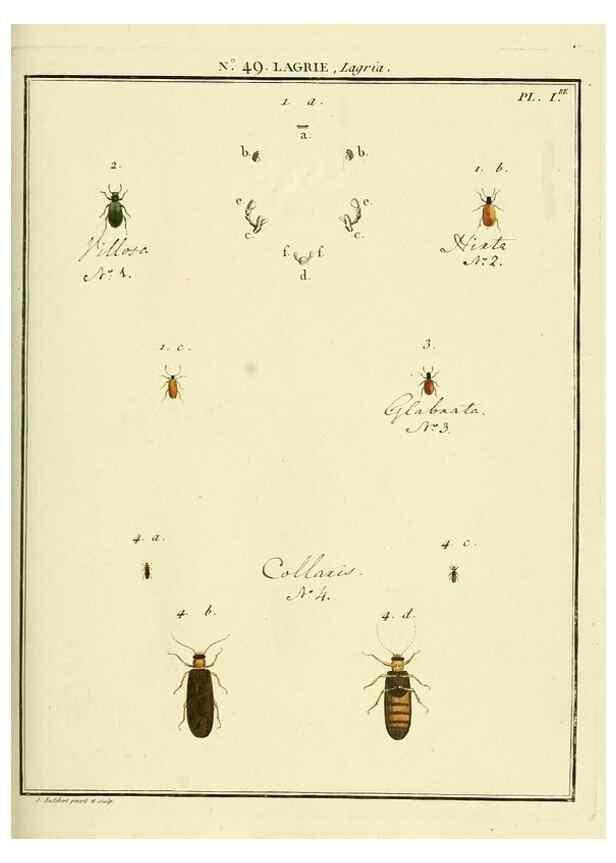 Reproducción/Reproduction 8112712201: Entomologie, ou, Histoire naturelle des insectes :. A Paris :De l'Imprimerie de Baudoin,1789-1808.