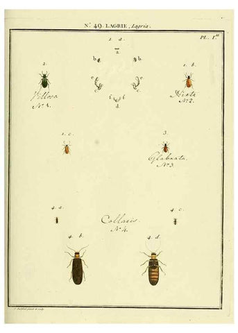 Reproducción/Reproduction 8112712201: Entomologie, ou, Histoire naturelle des insectes :. A Paris :De l'Imprimerie de Baudoin,1789-1808.