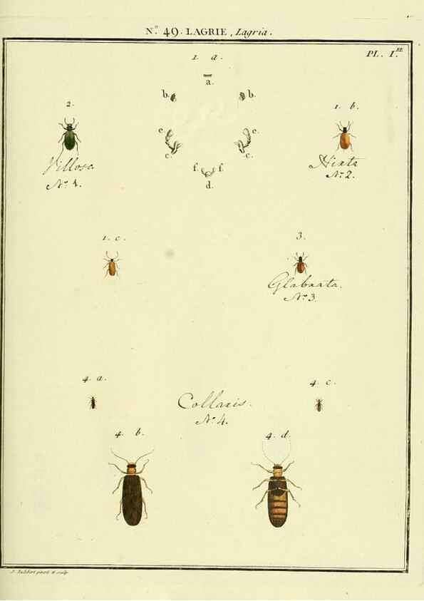 Reproducción/Reproduction 8112712201: Entomologie, ou, Histoire naturelle des insectes :. A Paris :De l'Imprimerie de Baudoin,1789-1808.