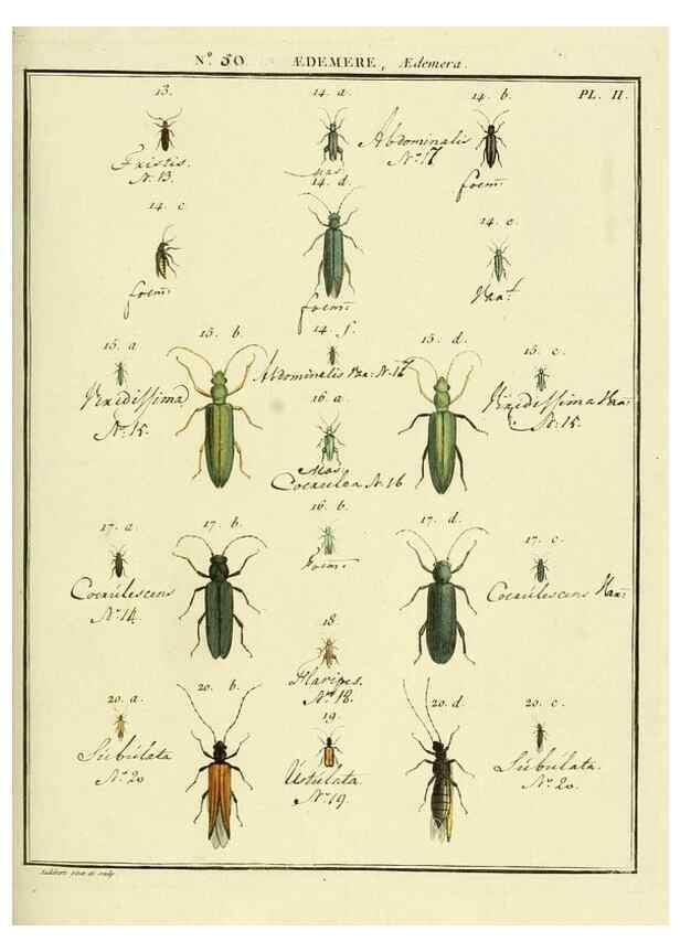 Reproducción/Reproduction 8112713047: Entomologie, ou, Histoire naturelle des insectes :. A Paris :De l'Imprimerie de Baudoin,1789-1808.