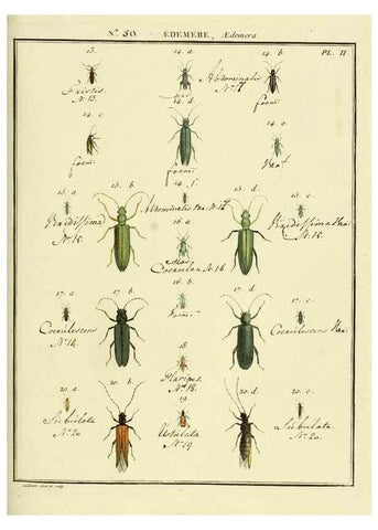 Reproducción/Reproduction 8112713047: Entomologie, ou, Histoire naturelle des insectes :. A Paris :De l'Imprimerie de Baudoin,1789-1808.