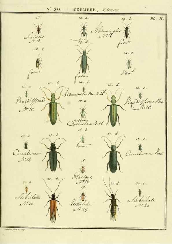 Reproducción/Reproduction 8112713047: Entomologie, ou, Histoire naturelle des insectes :. A Paris :De l'Imprimerie de Baudoin,1789-1808.