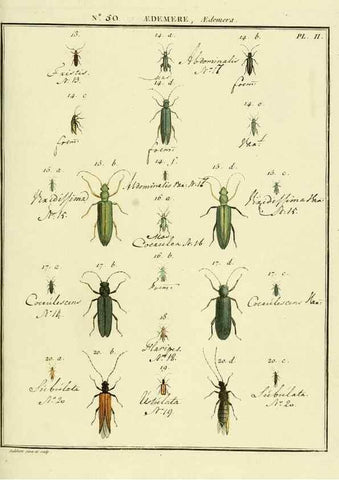 Reproducción/Reproduction 8112713047: Entomologie, ou, Histoire naturelle des insectes :. A Paris :De l'Imprimerie de Baudoin,1789-1808.