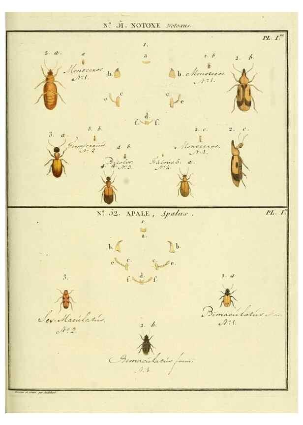 Reproducción/Reproduction 8112722946: Entomologie, ou, Histoire naturelle des insectes :. A Paris :De l'Imprimerie de Baudoin,1789-1808.