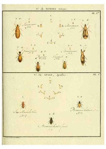 Reproducción/Reproduction 8112722946: Entomologie, ou, Histoire naturelle des insectes :. A Paris :De l'Imprimerie de Baudoin,1789-1808.