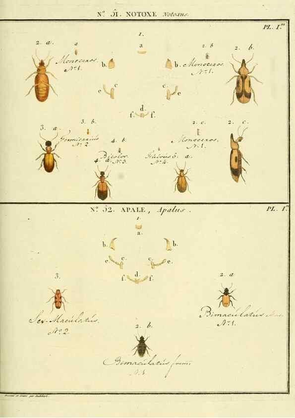 Reproducción/Reproduction 8112722946: Entomologie, ou, Histoire naturelle des insectes :. A Paris :De l'Imprimerie de Baudoin,1789-1808.