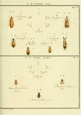Reproducción/Reproduction 8112722946: Entomologie, ou, Histoire naturelle des insectes :. A Paris :De l'Imprimerie de Baudoin,1789-1808.