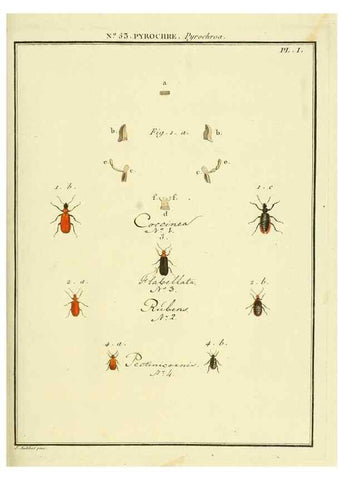 Reproducción/Reproduction 8112713913: Entomologie, ou, Histoire naturelle des insectes :. A Paris :De l'Imprimerie de Baudoin,1789-1808.