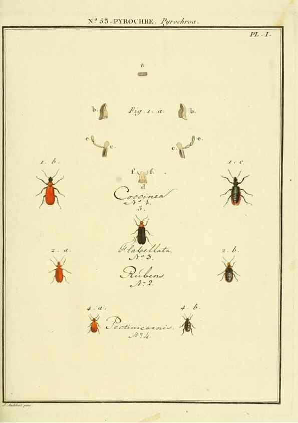 Reproducción/Reproduction 8112713913: Entomologie, ou, Histoire naturelle des insectes :. A Paris :De l'Imprimerie de Baudoin,1789-1808.
