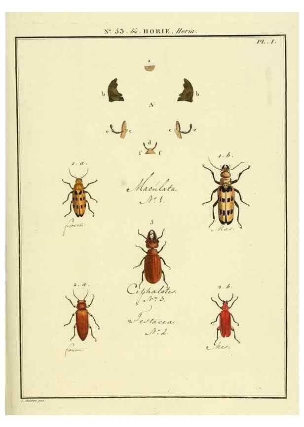 Reproducción/Reproduction 8112723832: Entomologie, ou, Histoire naturelle des insectes :. A Paris :De l'Imprimerie de Baudoin,1789-1808.