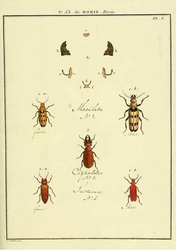 Reproducción/Reproduction 8112723832: Entomologie, ou, Histoire naturelle des insectes :. A Paris :De l'Imprimerie de Baudoin,1789-1808.