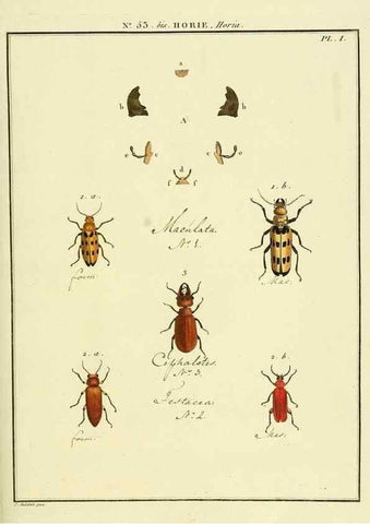 Reproducción/Reproduction 8112723832: Entomologie, ou, Histoire naturelle des insectes :. A Paris :De l'Imprimerie de Baudoin,1789-1808.