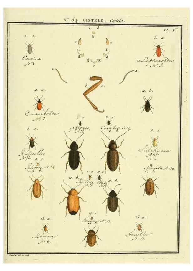 Reproducción/Reproduction 8112714771: Entomologie, ou, Histoire naturelle des insectes :. A Paris :De l'Imprimerie de Baudoin,1789-1808.