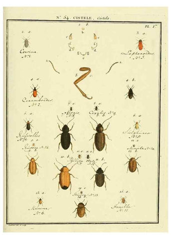 Reproducción/Reproduction 8112714771: Entomologie, ou, Histoire naturelle des insectes :. A Paris :De l'Imprimerie de Baudoin,1789-1808.