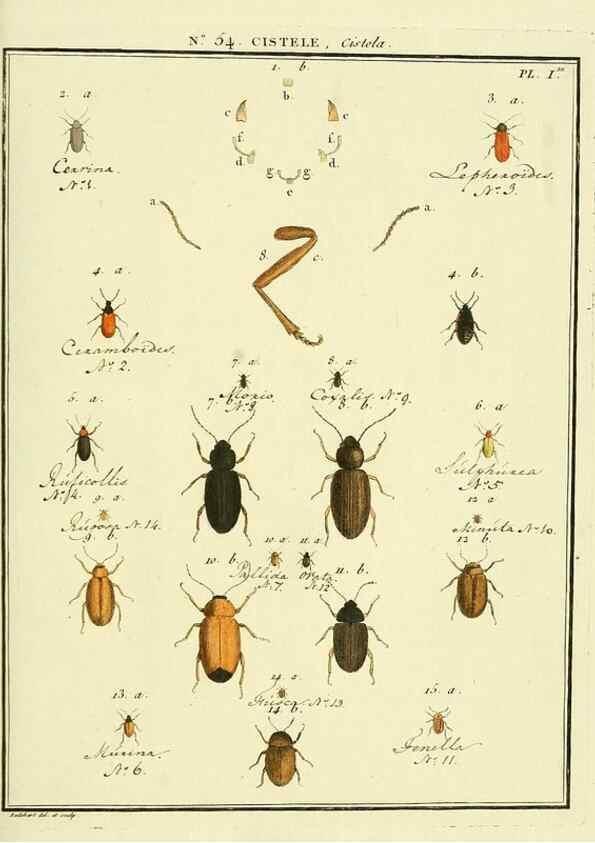 Reproducción/Reproduction 8112714771: Entomologie, ou, Histoire naturelle des insectes :. A Paris :De l'Imprimerie de Baudoin,1789-1808.