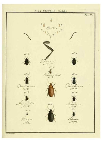 Reproducción/Reproduction 8112715197: Entomologie, ou, Histoire naturelle des insectes :. A Paris :De l'Imprimerie de Baudoin,1789-1808.