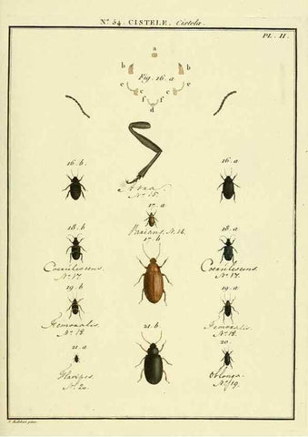 Reproducción/Reproduction 8112715197: Entomologie, ou, Histoire naturelle des insectes :. A Paris :De l'Imprimerie de Baudoin,1789-1808.