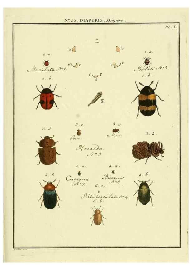 Reproducción/Reproduction 8112725056: Entomologie, ou, Histoire naturelle des insectes :. A Paris :De l'Imprimerie de Baudoin,1789-1808.