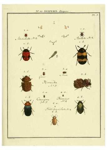 Reproducción/Reproduction 8112725056: Entomologie, ou, Histoire naturelle des insectes :. A Paris :De l'Imprimerie de Baudoin,1789-1808.