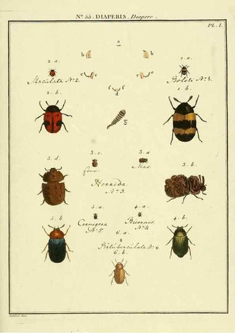 Reproducción/Reproduction 8112725056: Entomologie, ou, Histoire naturelle des insectes :. A Paris :De l'Imprimerie de Baudoin,1789-1808.