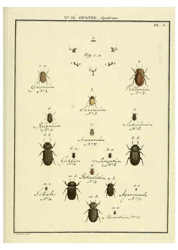 Reproducción/Reproduction 8112725444: Entomologie, ou, Histoire naturelle des insectes :. A Paris :De l'Imprimerie de Baudoin,1789-1808.