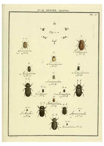 Reproducción/Reproduction 8112725444: Entomologie, ou, Histoire naturelle des insectes :. A Paris :De l'Imprimerie de Baudoin,1789-1808.
