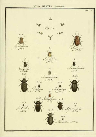 Reproducción/Reproduction 8112725444: Entomologie, ou, Histoire naturelle des insectes :. A Paris :De l'Imprimerie de Baudoin,1789-1808.