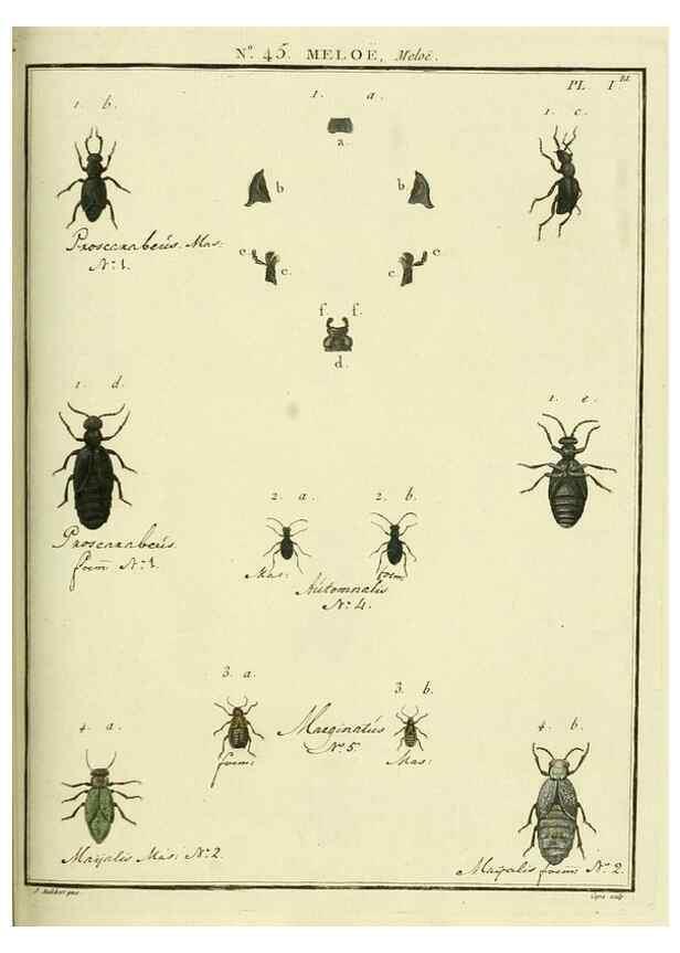 Reproducción/Reproduction 8112719222: Entomologie, ou, Histoire naturelle des insectes :. A Paris :De l'Imprimerie de Baudoin,1789-1808.