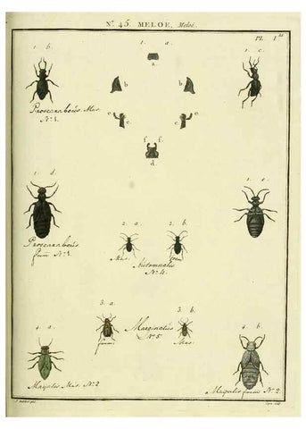 Reproducción/Reproduction 8112719222: Entomologie, ou, Histoire naturelle des insectes :. A Paris :De l'Imprimerie de Baudoin,1789-1808.