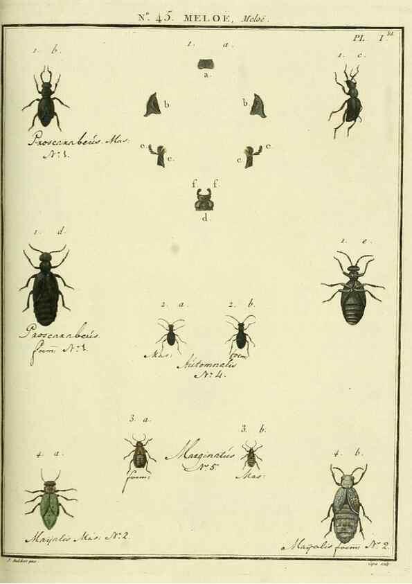 Reproducción/Reproduction 8112719222: Entomologie, ou, Histoire naturelle des insectes :. A Paris :De l'Imprimerie de Baudoin,1789-1808.