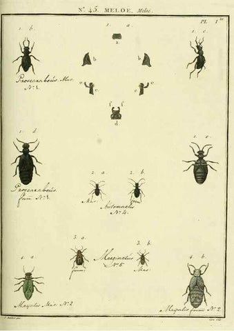 Reproducción/Reproduction 8112719222: Entomologie, ou, Histoire naturelle des insectes :. A Paris :De l'Imprimerie de Baudoin,1789-1808.