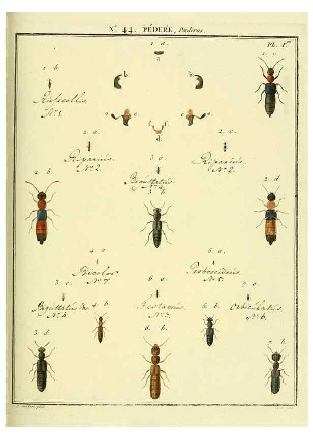 Reproducción/Reproduction 8112708959: Entomologie, ou, Histoire naturelle des insectes :. A Paris :De l'Imprimerie de Baudoin,1789-1808.