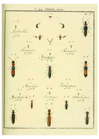 Reproducción/Reproduction 8112708959: Entomologie, ou, Histoire naturelle des insectes :. A Paris :De l'Imprimerie de Baudoin,1789-1808.