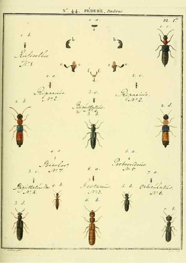 Reproducción/Reproduction 8112708959: Entomologie, ou, Histoire naturelle des insectes :. A Paris :De l'Imprimerie de Baudoin,1789-1808.